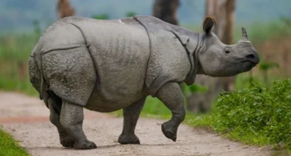 Clouds Caves Rhinos